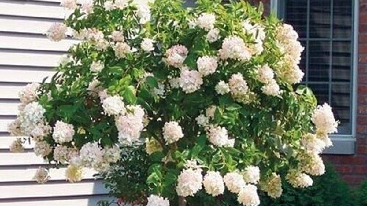 Pee Gee hydrangeas bloom best in full sun.