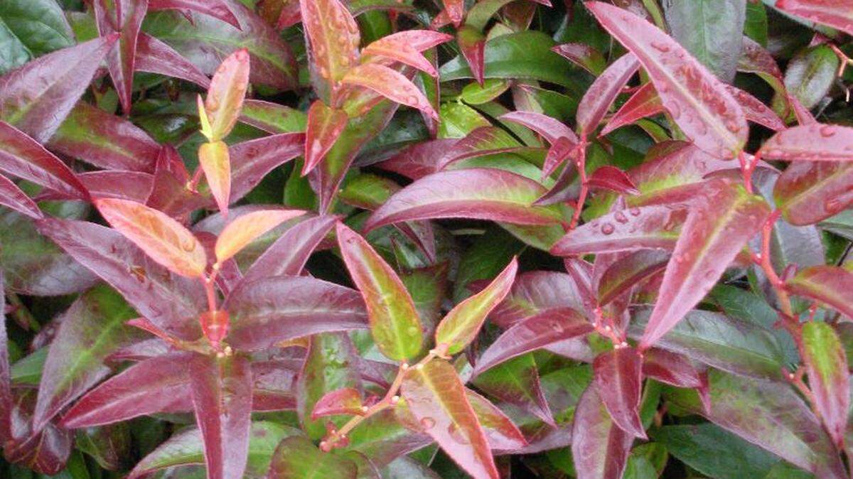 Leucothoe is sometimes called rainbow bush due to its colorful foliage.