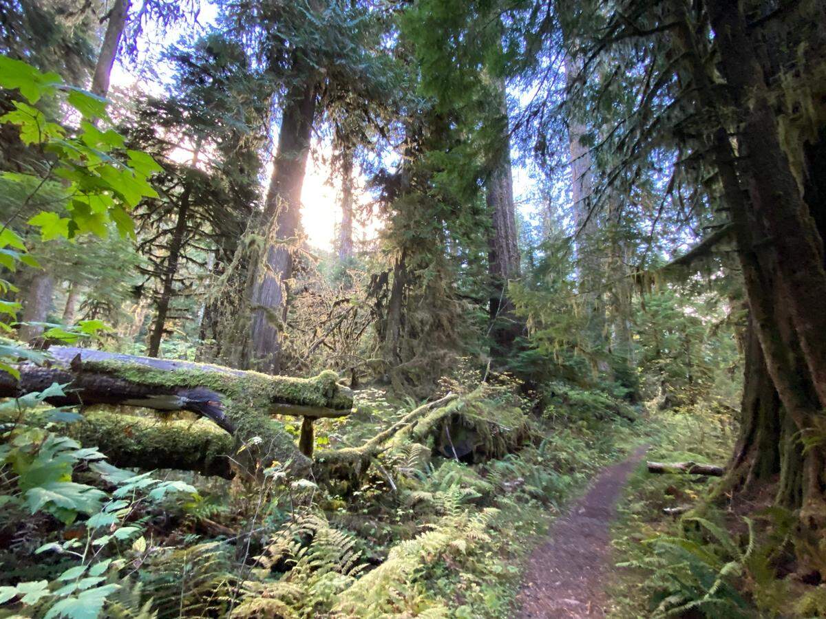 The Shady Lane Trail at Staircase Ranger Station in Washington state’s Olympic National Park.
