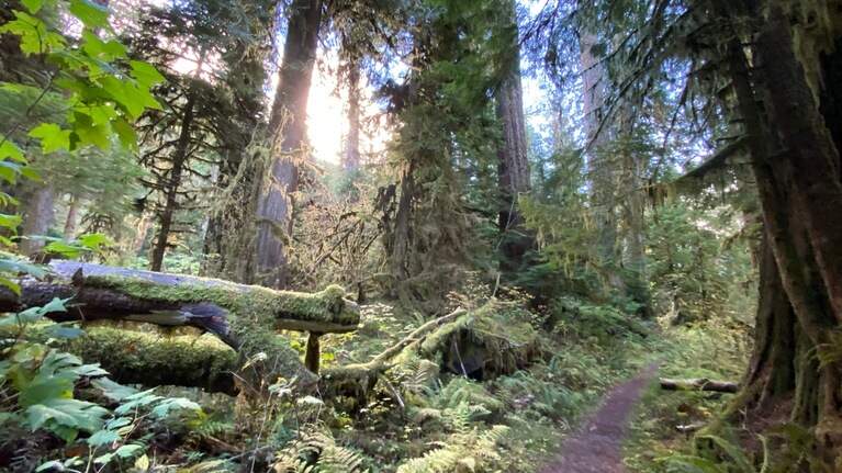 National Parks Service to hire seasonal employees after all. What it means for Washington