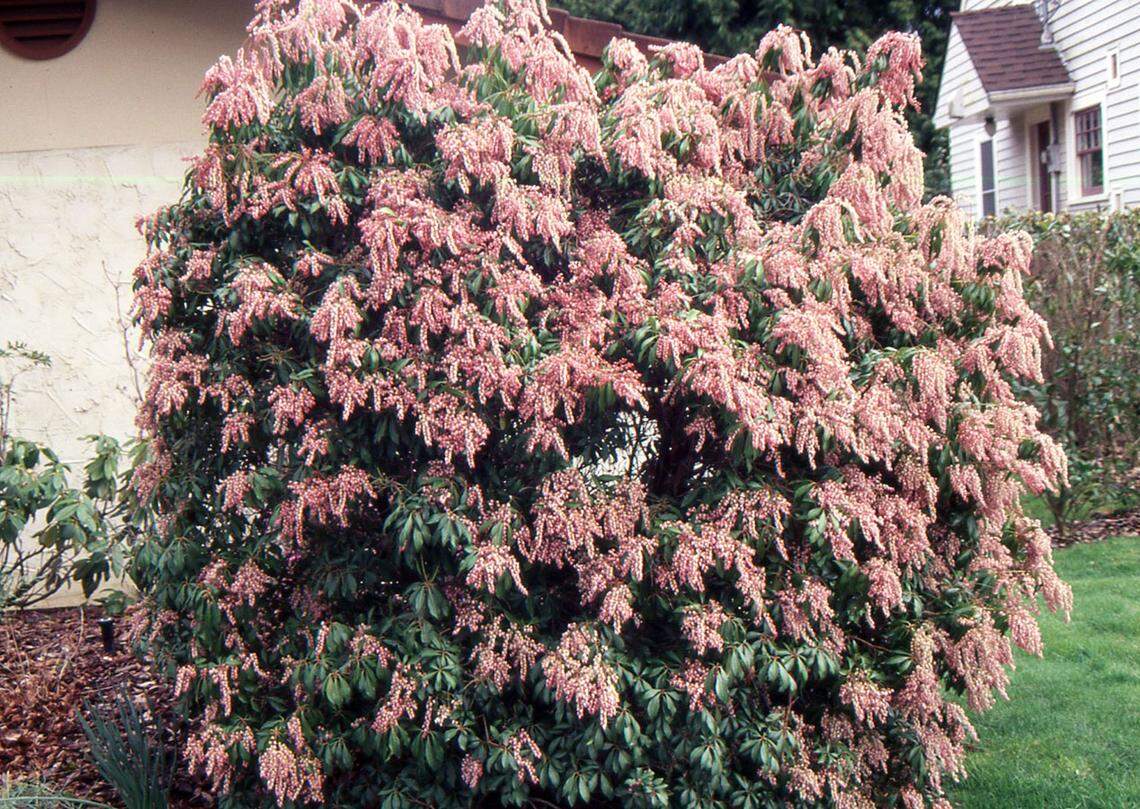 Pieris japonica comes in many forms, but all varieties have delightful, fragrant blooms in the spring.