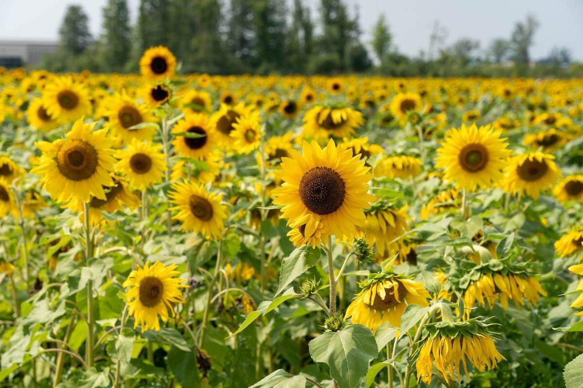 Head out to the Rutledge Corn Maze for its 4th annual Sunflower Festival this weekend.
