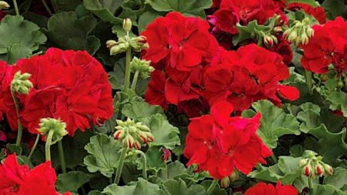 A geraniums called Calliope are deep red.