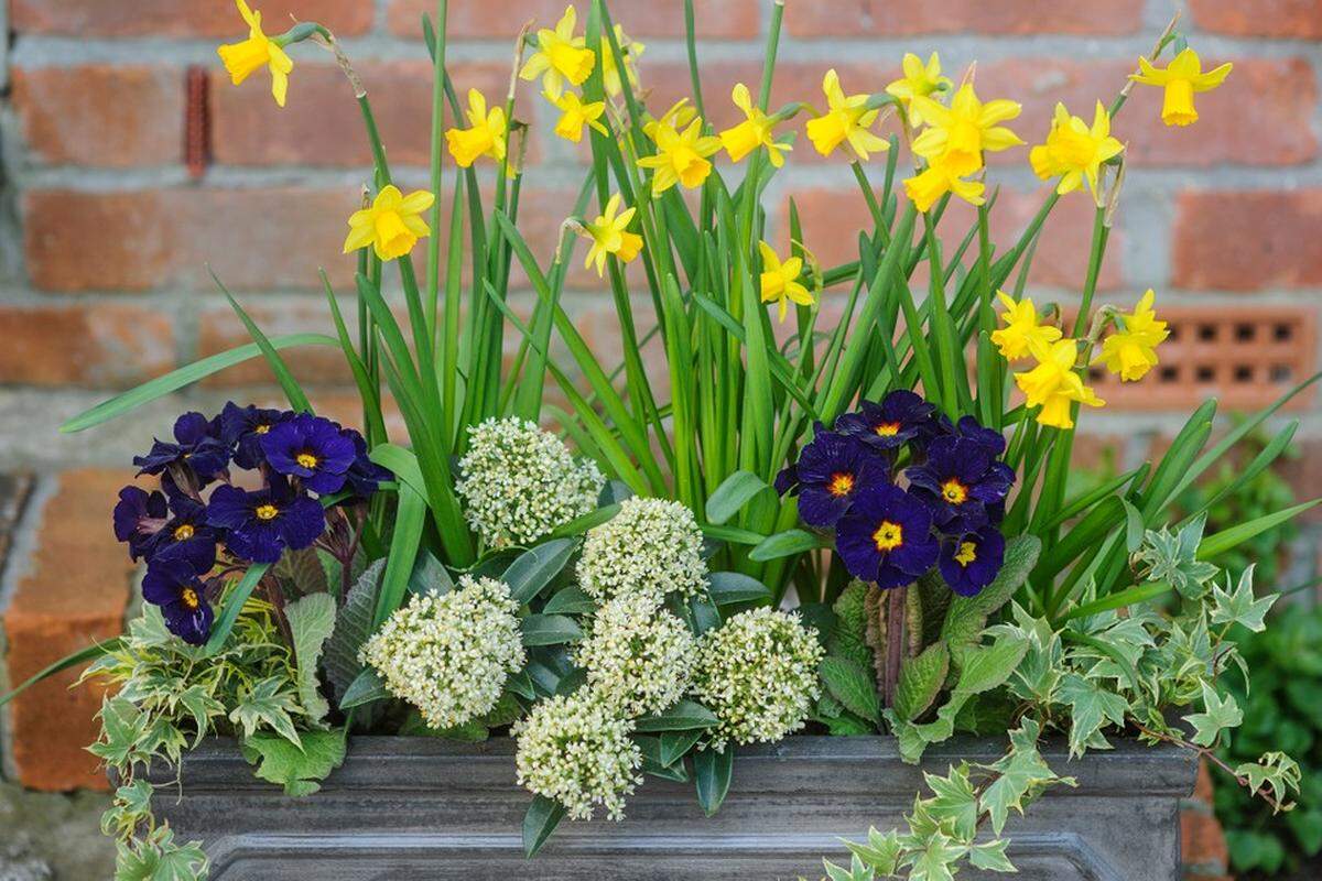 Final shot of bright yellow daffodils Narcissus Tete a tete Hedera helix climber climbing plant Polyanthus primula primrose deep blue purple blooms annual bedding and Skimmia japonica Finchy small shrub white flowers blooms yellow eye in Fibreclay grey toned pot long container 26/03/14 26/03/2014 260314 26032014 26 26th March 2014 Spring 5 Ways with Bulbs in Pots Lisa Buckland Devon practical step by step photographer Jason Ingram seasonal plant combinations containers