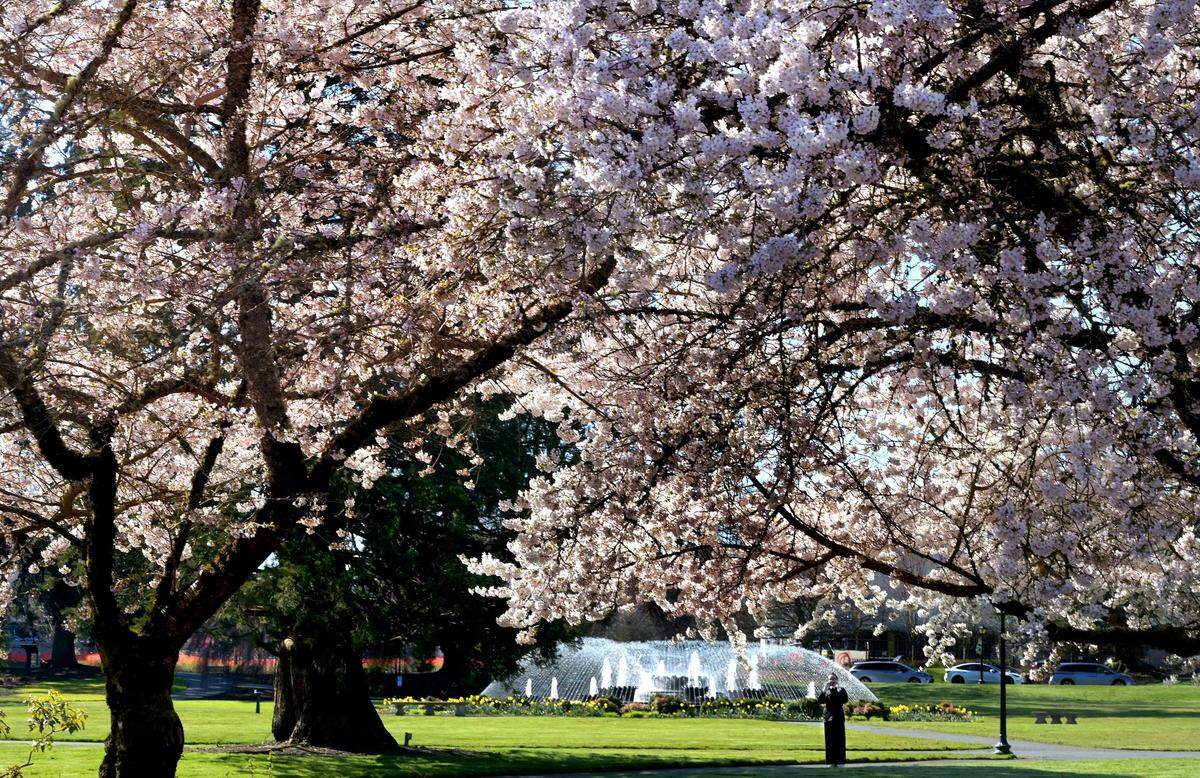 Waving in the gentle breeze on a spring-like Tuesday on March 19, 2024 an aerial canvas of cherry blossoms made for great picture taking for visitors to the Capitol campus in Olympia, Wa.