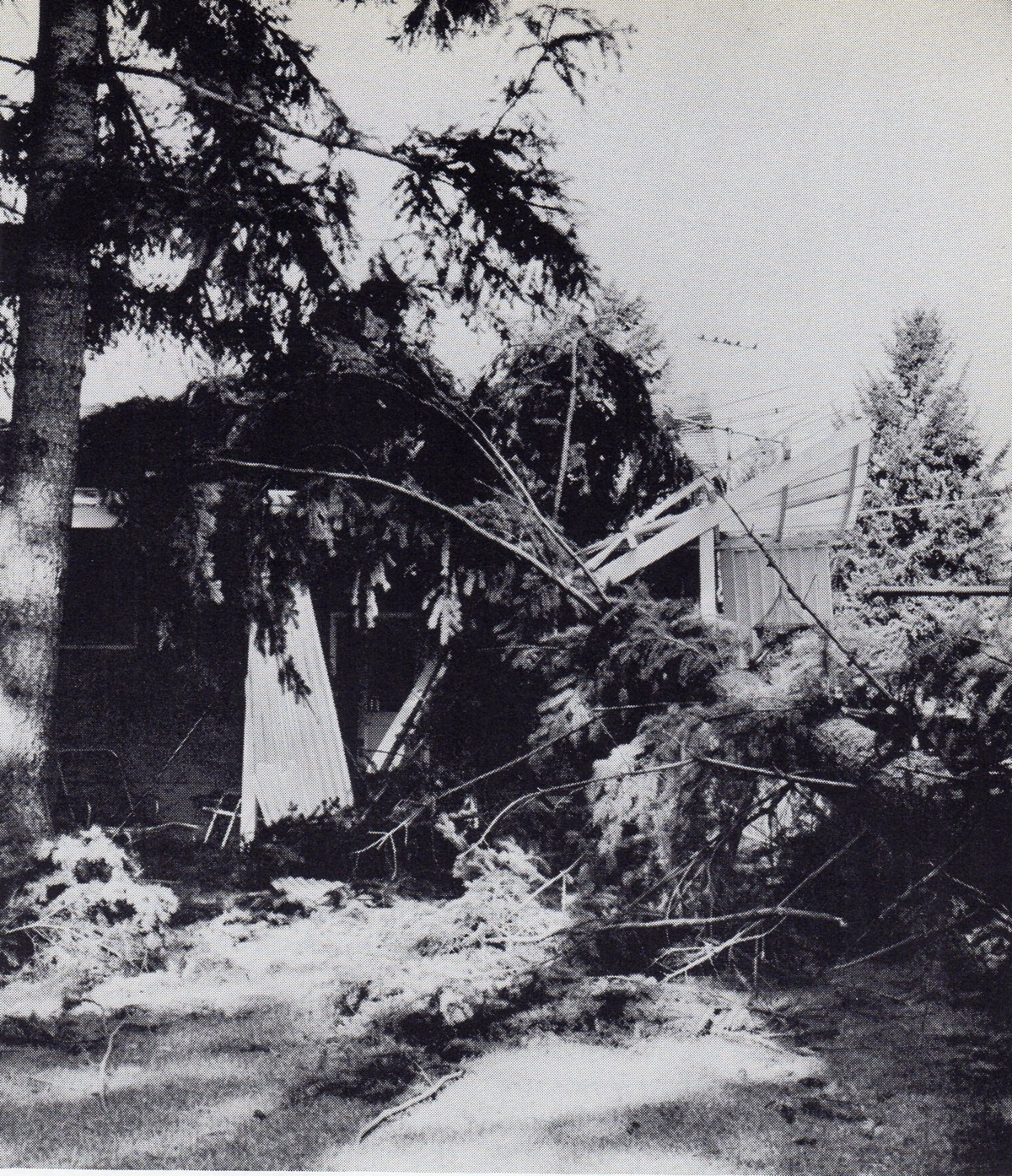 The Dodge family took shelter during the storm in the Kilde home in what is now Thompson Place near Lacey. The home is buried underneath that fallen tree, but no one inside was injured.