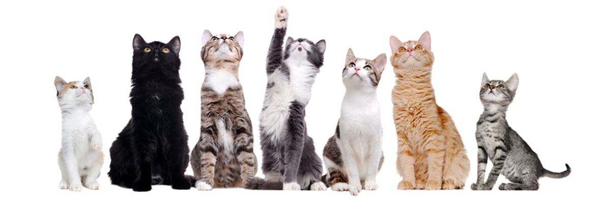 The New York Cat Film Festival, screening Friday, March 7, in Olympia, features short films ranging from documentaries about cats and cat lovers, to cat’s eye view news and weather reports, to cat film noir.