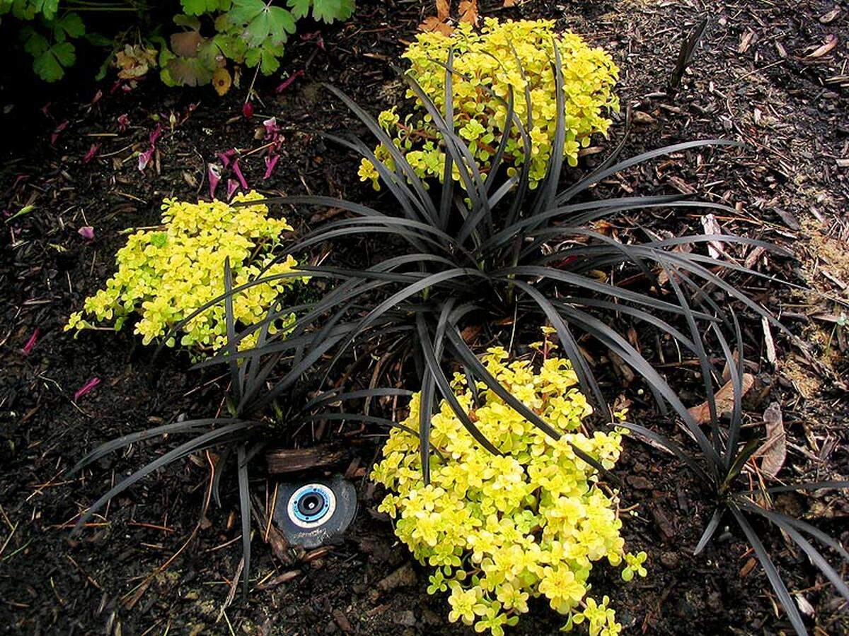 Black mondo grass is used in this garden to set off the yellow Japanese sedum.