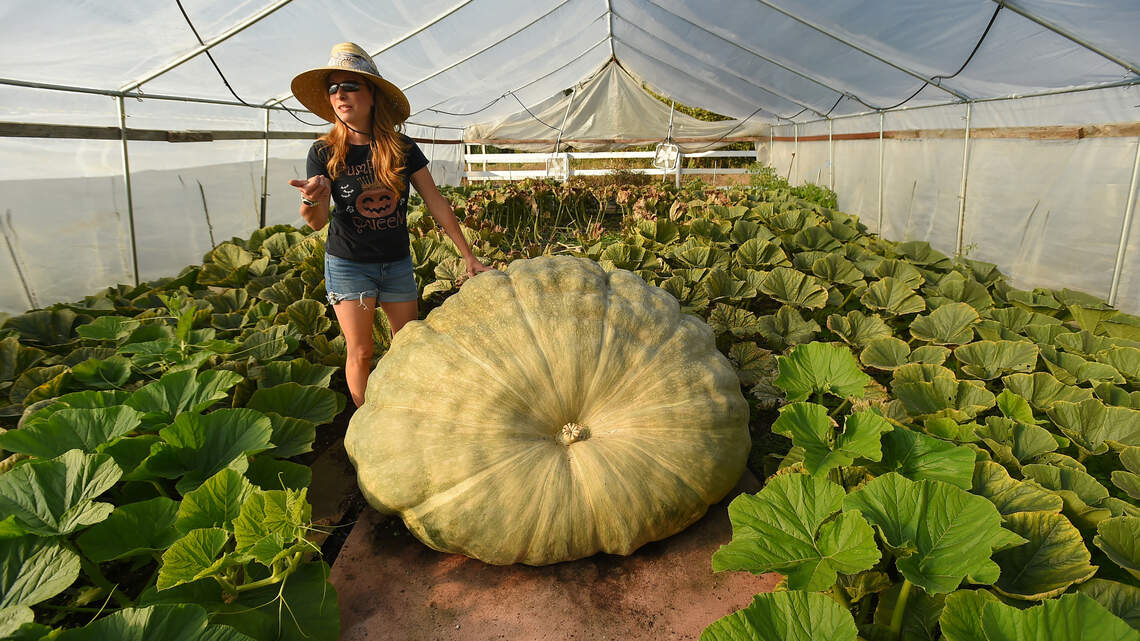 That’s a great pumpkin: How a WA teacher grows some of the biggest produce on earth