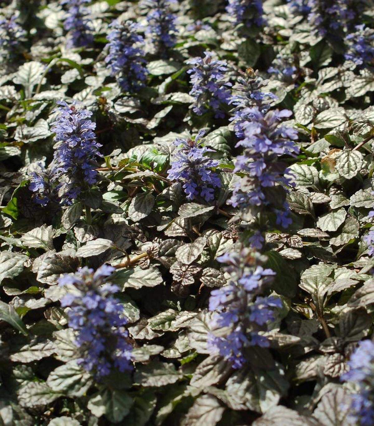 Blooming groundcovers for the shade such as ajuga will attract more bees, birds and butterflies to pollinate your garden.
