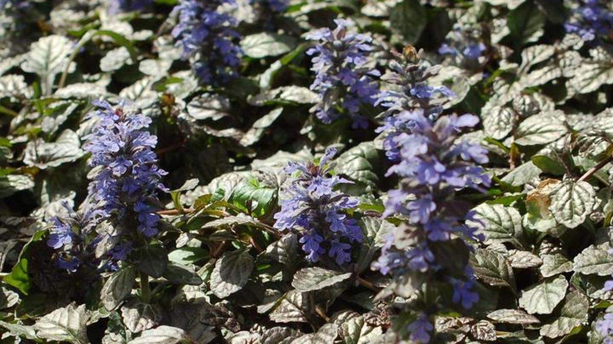 The crinkly “Metallica Crispa” ajuga is known as a very slow growing groundcover with deep blue, spring flowers. 