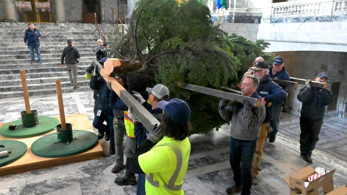 One of three noble fir trees donated by the Weyerhaeuser company is carried by a crew from the Dept. of Enterprise Services up the steps of the Legislative Building and into the Capitol Rotunda on Tuesday, Nov. 28, 2023. Ranging in size from 17 feet to 21 feet tall trio of nobles will be decorated and put on display for the public lighting of the Holiday Kids’ Tree at the Washington state Capitol Rotunda in Olympia will be at 6 p.m. Friday, Dec. 1.