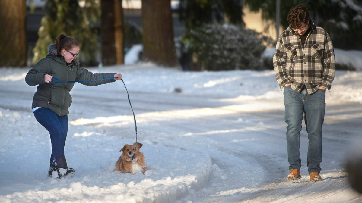 Tank the dog plows through the snow as he walks with Samantha Varrone and Tanner Hansen along Vista Place in Tumwater, Washington, on Thursday, Dec. 30, 2021.