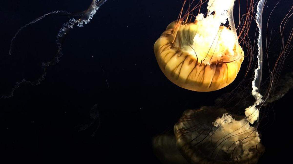A frame from the film “While We Sleep” by Sally Cloninger that will be at Childhood’s End gallery for Arts Walk.