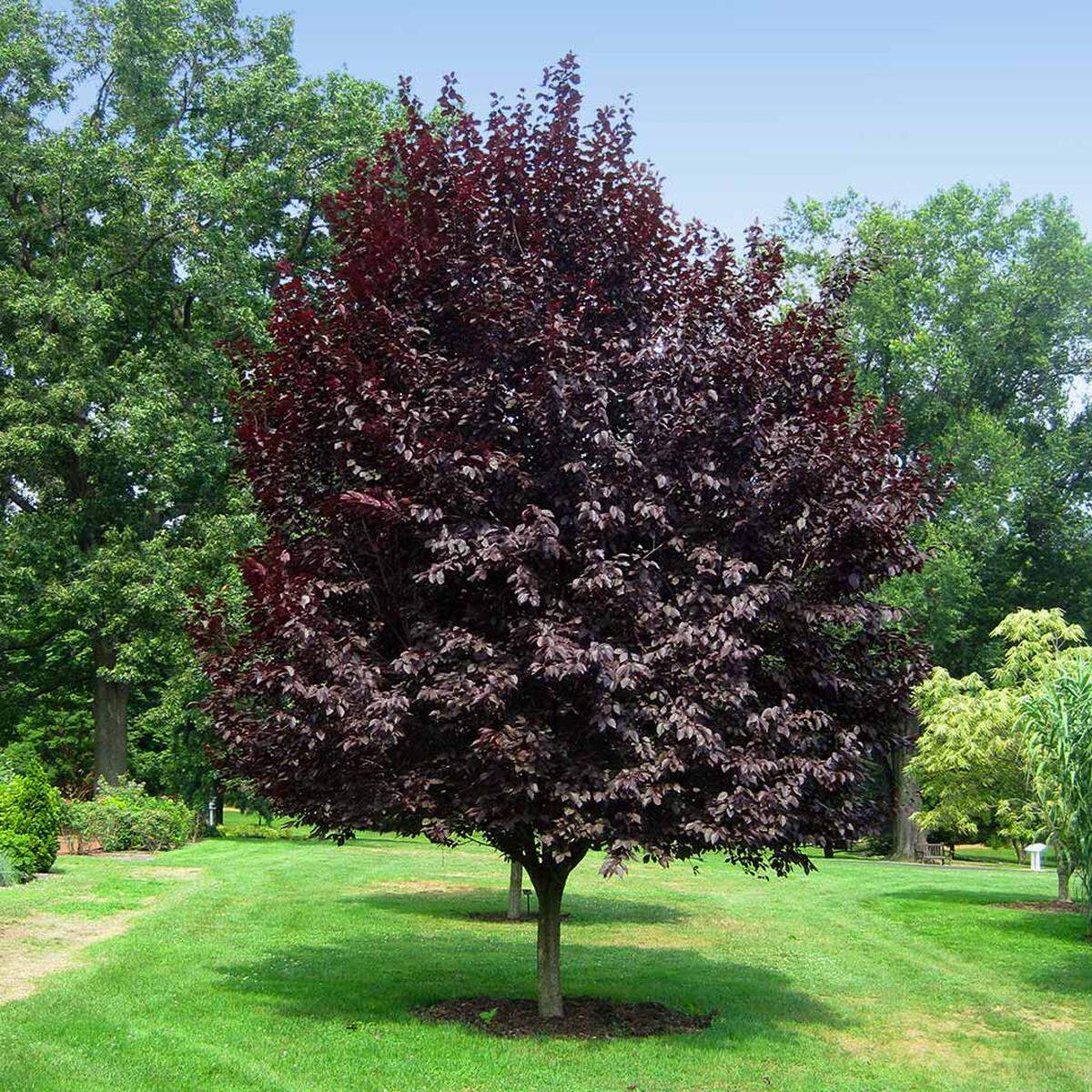 A tree with purple foliage such as this Thundercloud flowering plum will stand out in the Evergreen State covered in, well, green.