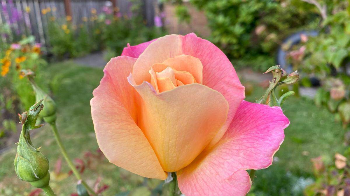 Keeping roses disease free and blooming in the Northwest requires diligent care.