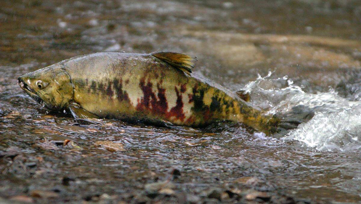 A male chum salmon.