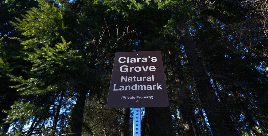 Lawrence Jacobson and his wife Clara are petitioning Thurston county to create a “Natural Landmark Program” which allows small land owners to register natural landmarks on their property for preservation. The couple wants to protect a grove of century old trees on their Case Road SE property. Photo taken Jan.27,2022