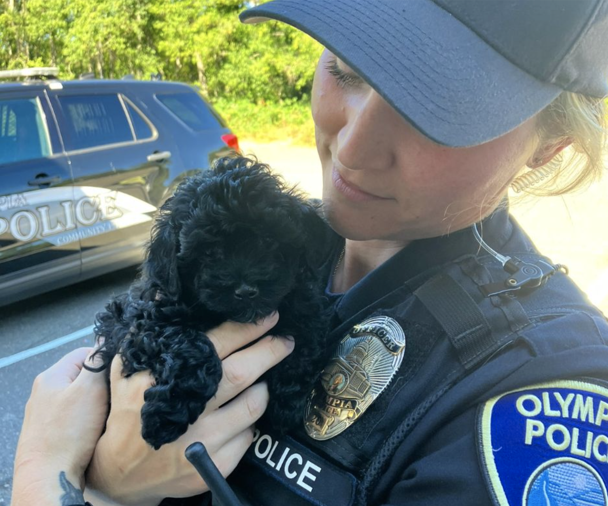 An Olympia Police officer holds a small puppy that was rescued from a hot car parked outside Capital Mall on Aug. 4, 2024.