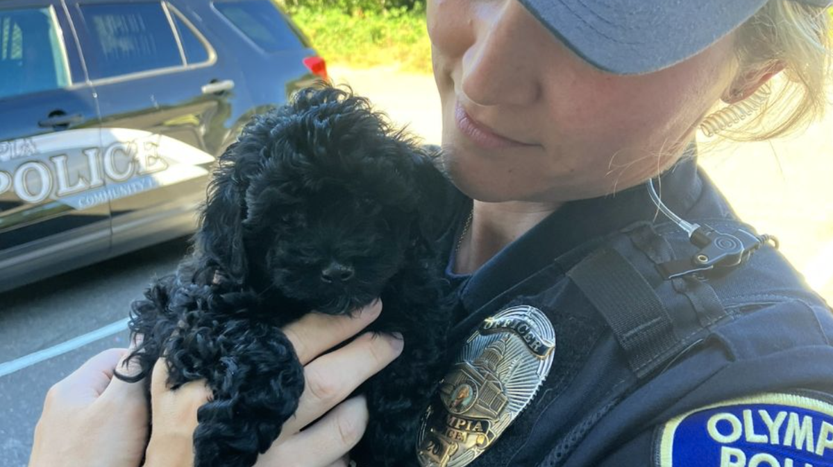 An Olympia Police Officer holds a small puppy that was rescued from a hot car parked outside Capital Mall on Aug. 4, 2024.