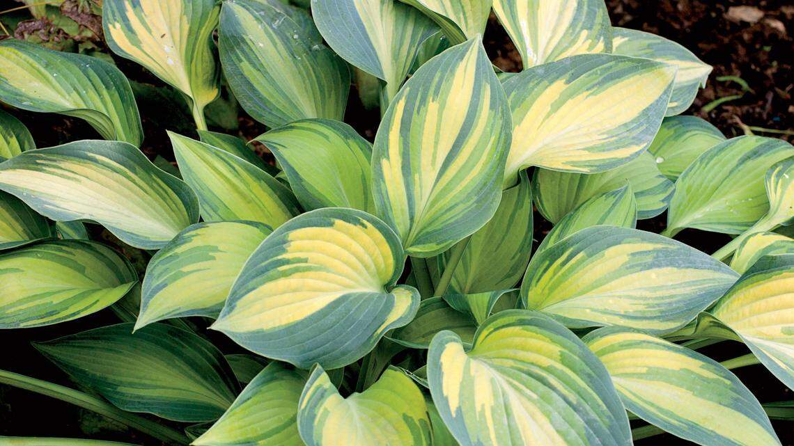 It’s finally time for no-holds-barred gardening in South Sound