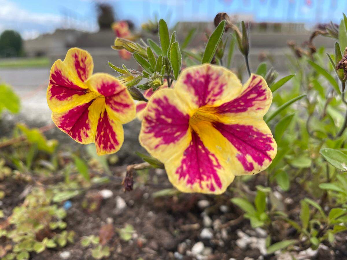 The beginning of May is when night temperatures are generally above 45 degrees in Western Washington and it is now safe to plant annuals such as petunias.