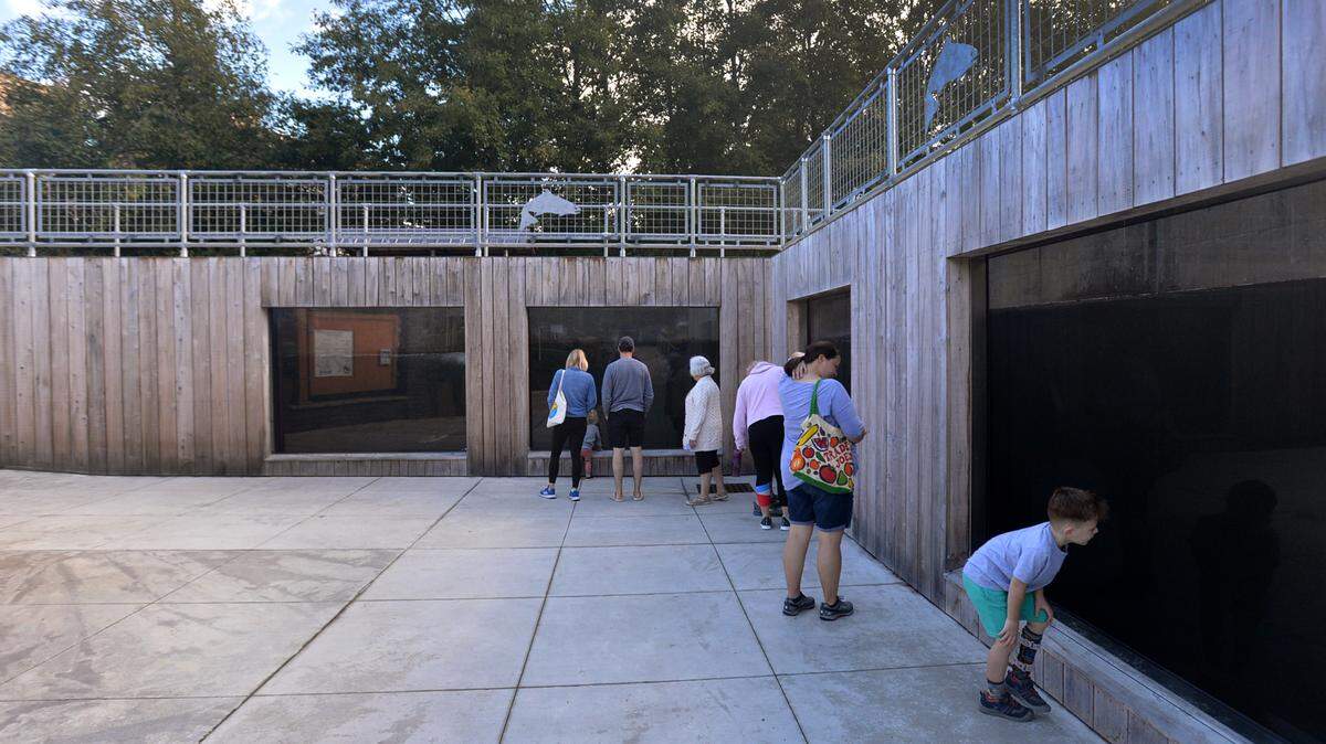 Visitors to the Tumwater Falls Hatchery view the fall salmon run in 2021. Located in Brewery Park at Tumwater Falls, the renovated facility features an easily accessible elevated viewing walking path, a series of glass observation windows located in the lower level for up-close viewing, and a small interpretive center nearby.