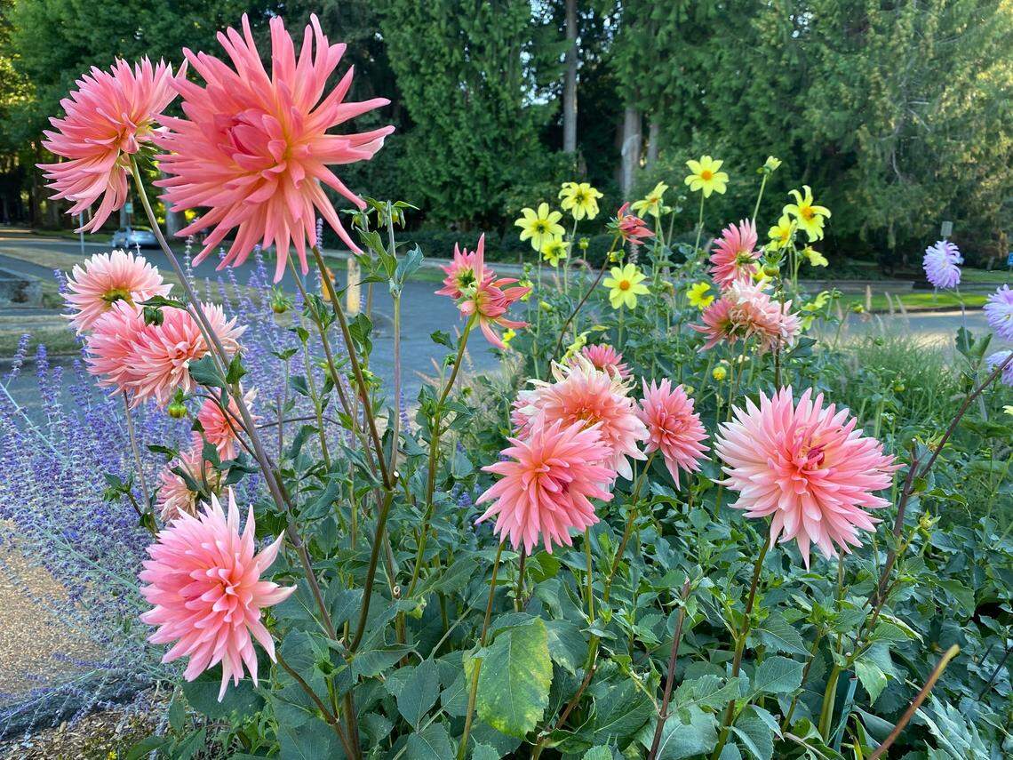 May is a great month to plant dahlia tubers, but be patient. They might not bloom until late August.