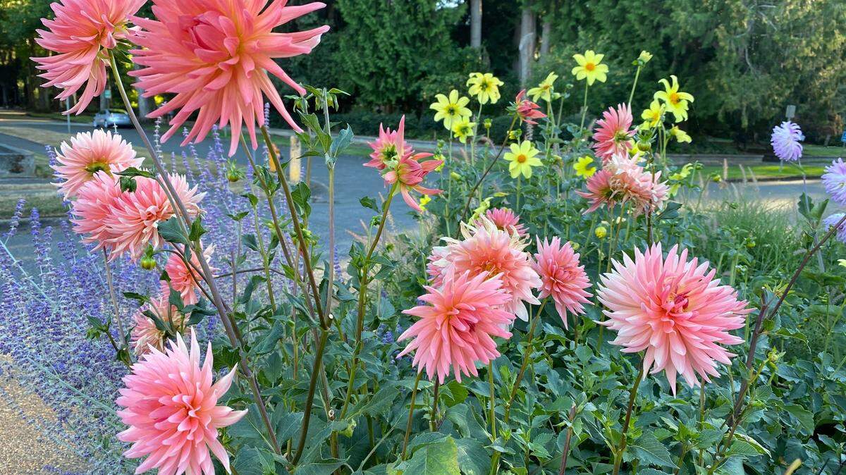 The Friendly Flower Garden Club will hold its monthly meeting on Monday, September 9th at the Mountain Greens Mobile Home Clubhouse at 5280 55th Lane SE, Lacey