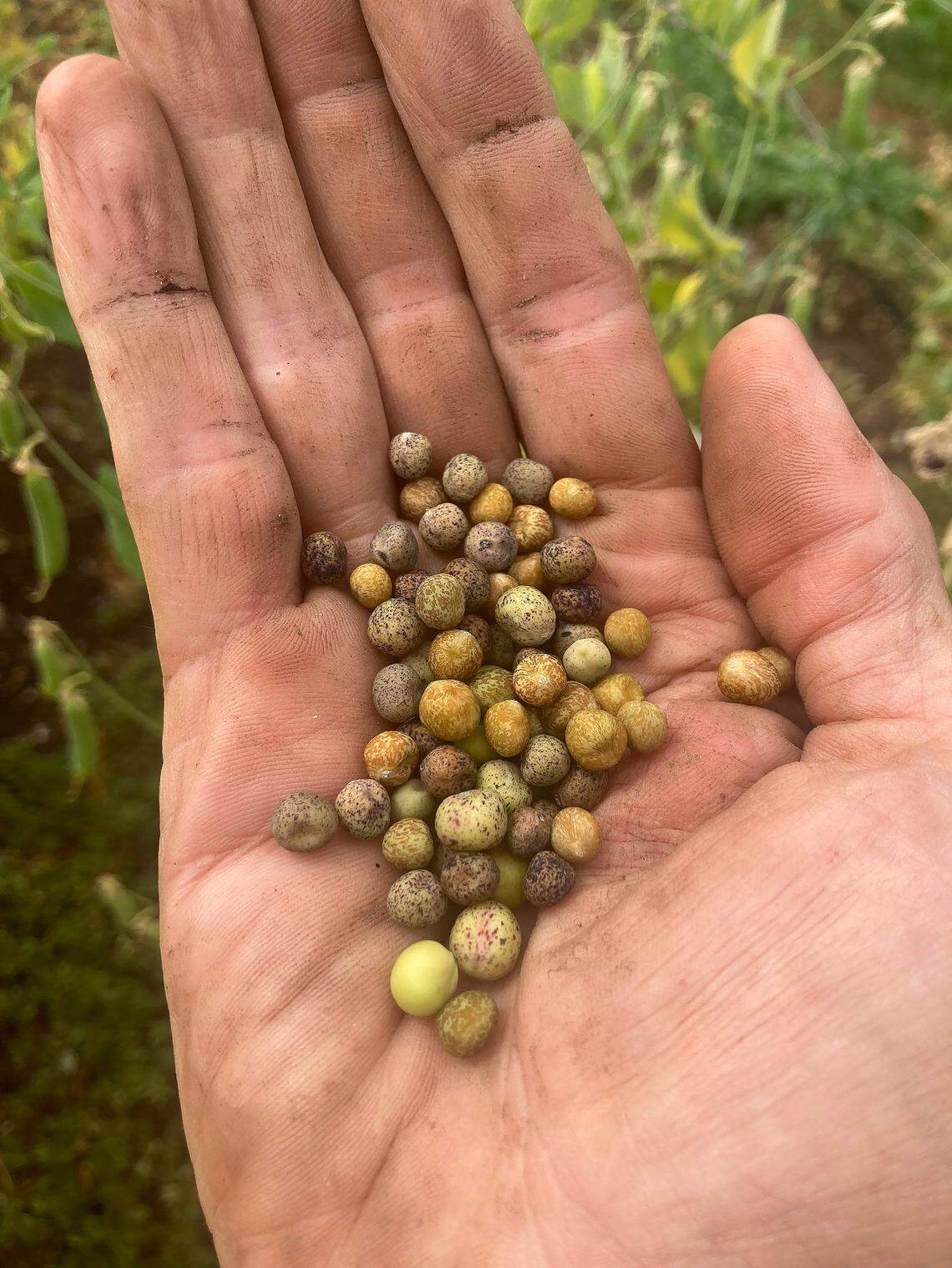 COURTESY PHOTO/Carter Hick Carter Hick is a farmer who is leasing land from west Olympia landowner Diane Carney. They have taken advantage of joining the Thurston Conservation District South Sound Farmlink Program.