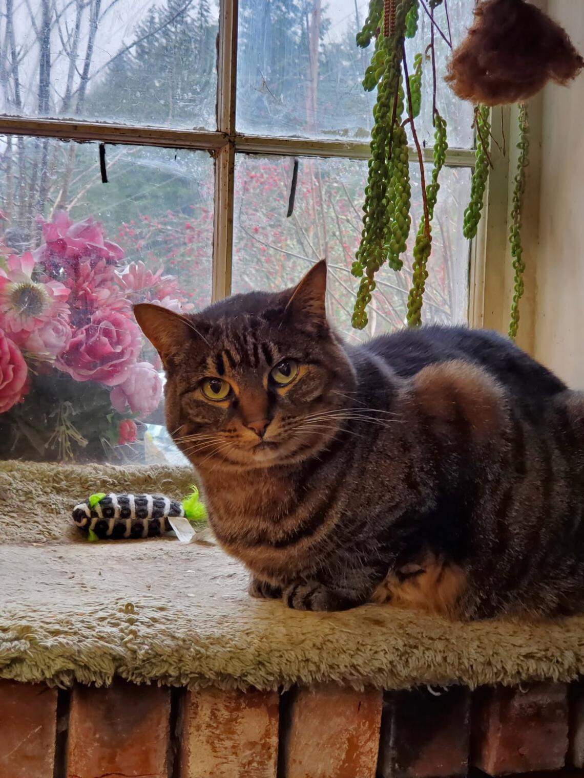 Tiger Lily, a 10-year-old cat who lived in The Second Hand Rose antique store, survived a Feb. 23 fire that tore through the building.