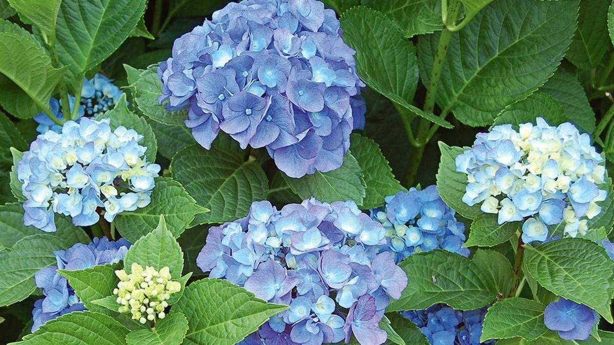 The hydrangea “Endless Summer” is the one that started it all. One of the few blue flowers (in acid soil), it flowers on both old and new wood. In the fall, the choice to dead head or not to dead head traditional hydrangea is up to you, but don’t severely prune a hydrangea until early spring. 