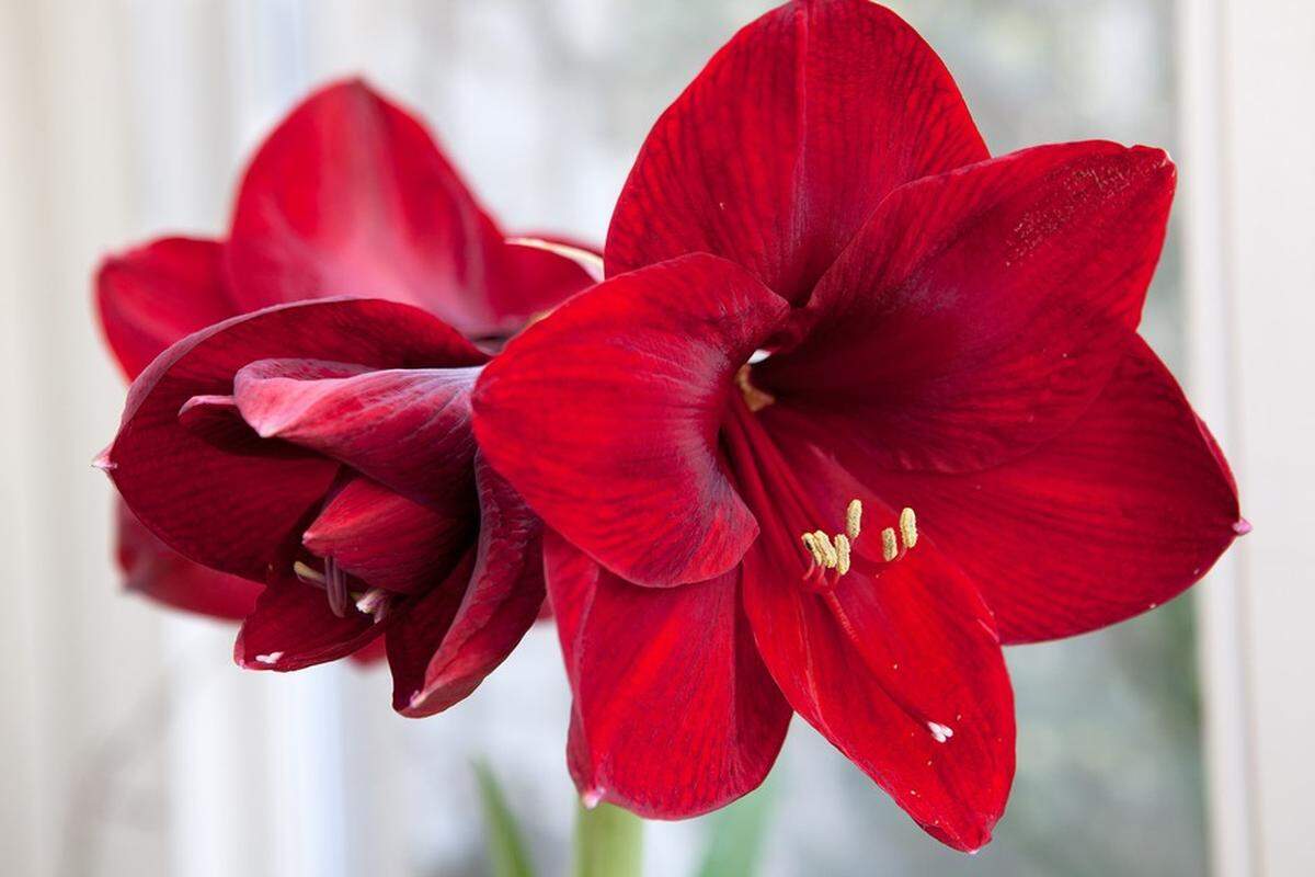 Amaryllis bulbs, a wintertime favorite, take six to eight weeks from fall planting to winter blooming.