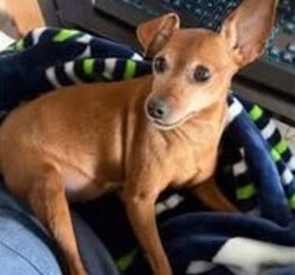The Thurston County Sheriff’s Office is looking for Jupiter, a 7-year-old miniature pinscher that went missing recently under suspicious circumstances.