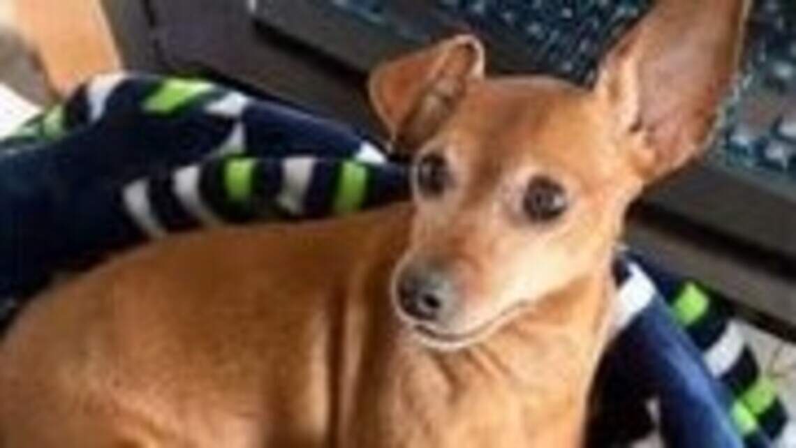 Sheriff’s office looking for dog that disappeared under suspicious circumstances