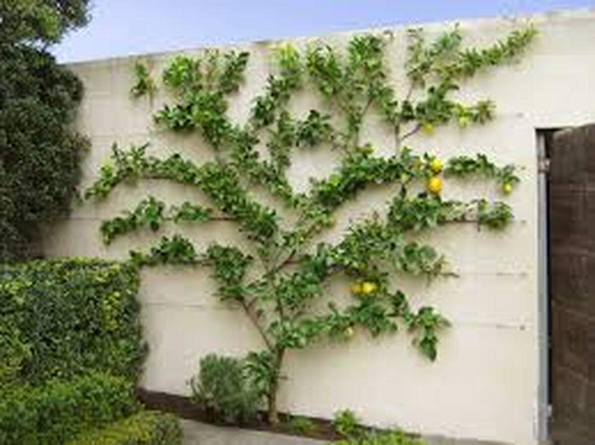 The horticultural skill of training fruit trees to grow flat against a wall depends on frequent pruning and tying, and the warmth of the wall helps the fruit to ripen sooner.