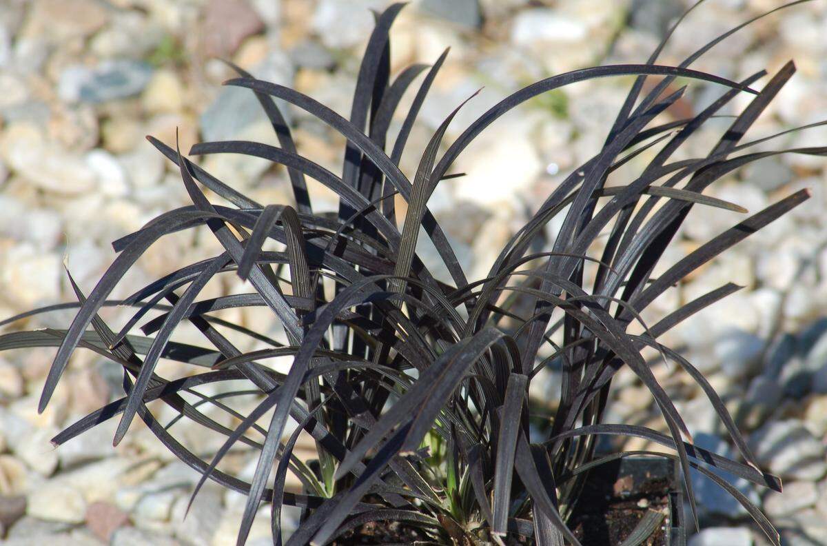 Black Mondo Grass, set off against light-colored gravel, creates an air of dark magic.