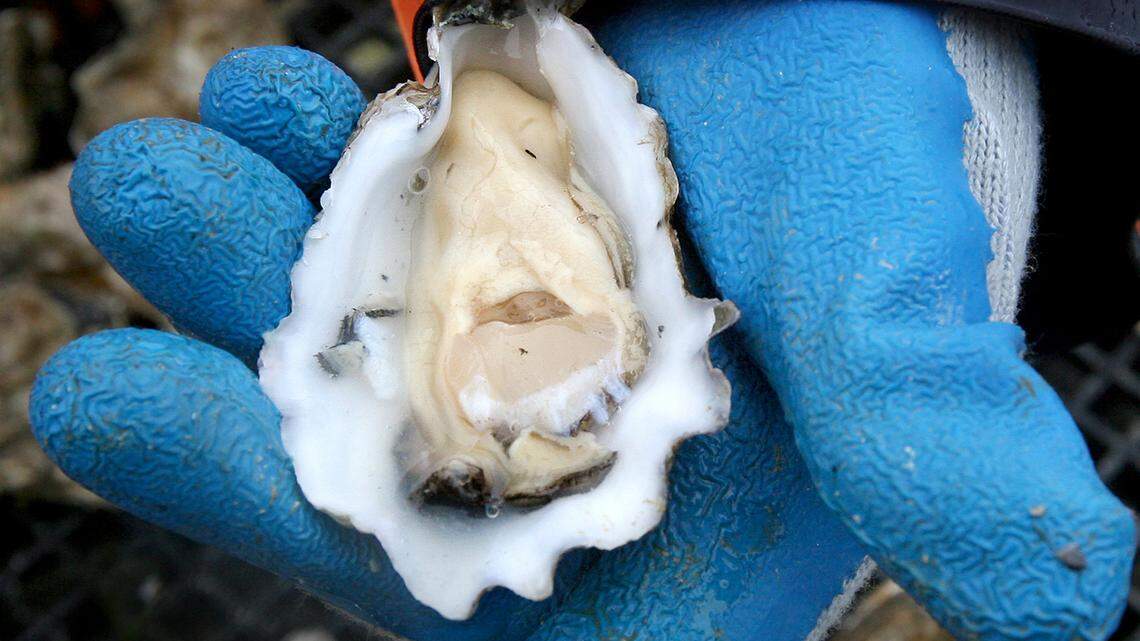 File photo of a Pacific oyster harvested from the Henderson Inlet Community Shellfish Farm.