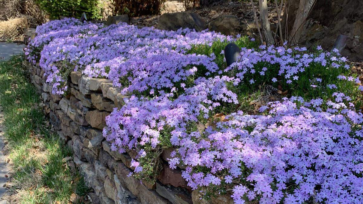 Creeping phlox grow most successfully in well-drained soil, such as on a slope held back by rocks. They flower best in full sun. 