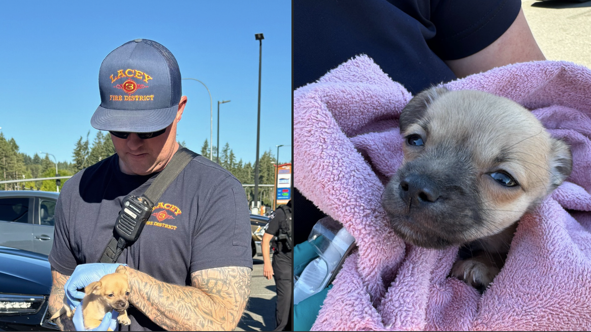 Engine Lt. Bryce Craig holds a puppy he helped with nalaxone at a parking lot on the Nisqually Reservation on Tuesday, July 15, 2025.