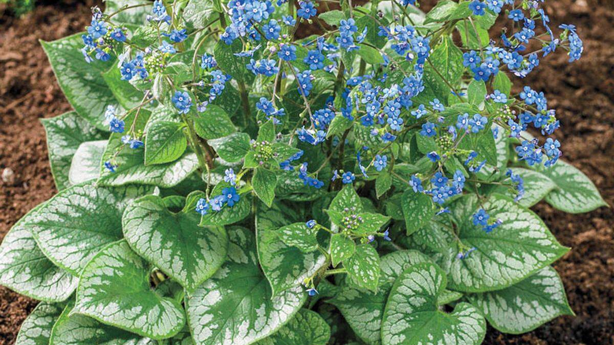 Brunnera, with bright white leaves and spring blue blooms, is among the colorful perennials that tolerate shade.