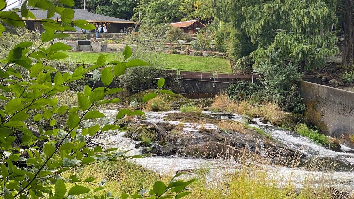 The Deschutes River makes its way through Brewery Park at Tumwater Falls. The third annual Tumwater Falls Fest will be Saturday, Sept. 28.