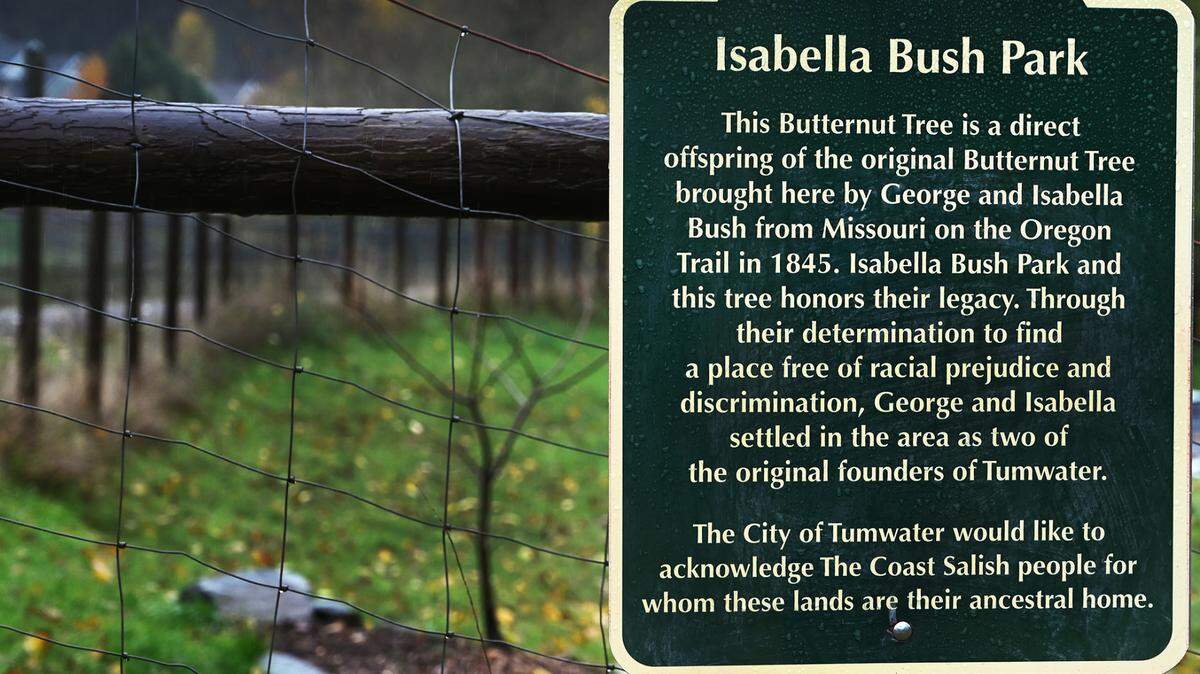 A butternut tree that is the offspring of a 170-year-old tree planted by Tumwater pioneer George Washington Bush was planted last February in Tumwater’s Isabella Bush Park. The city’s tree board is recommending it for heritage status.