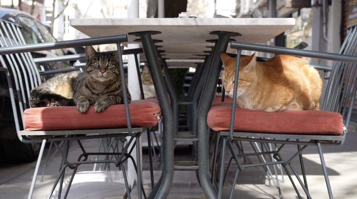 Cats rendezvous under the table in the Cat Video Fest.