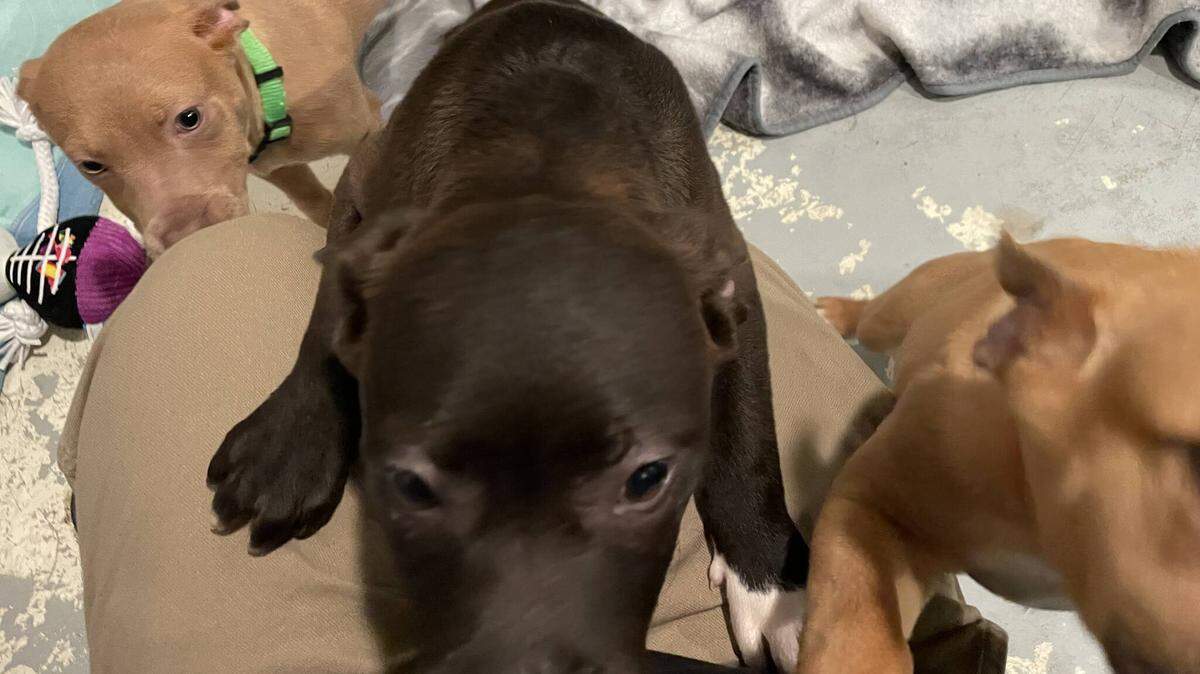 PAWS of Grays Harbor fielded a late-breaking holiday surprise in the week running up to Christmas, as 11 puppies landed in their lap from various sources.