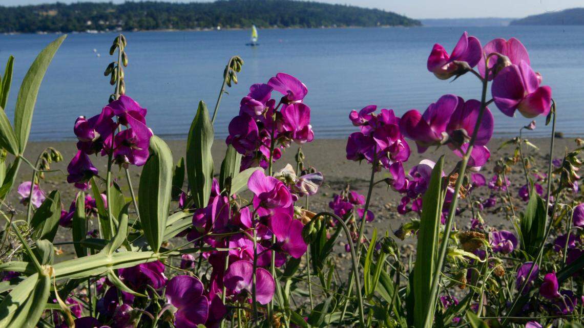 Which seeds can you plant now in Western Washington? Here’s expert advice