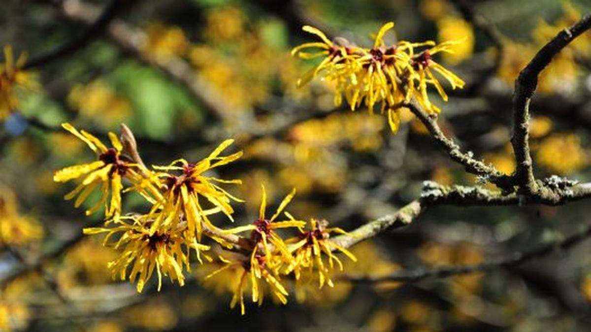 The bright yellow blossoms of Chinese witchhazel are one of the many attractions at the Joseph A. Witt Winter Garden in the Washington Park Arboretum in Seattle. This garden is at its best from late November through the end of March, when much of the rest of the park is dormant.