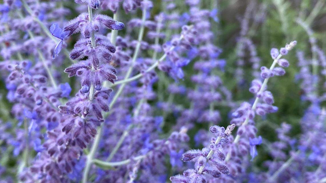 Now’s the time to tackle gardening chores for a flowering, weed-free summer