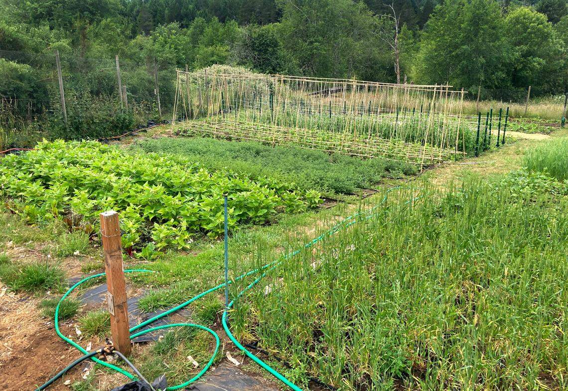 COURTESY PHOTO/Carter Hick Carter Hick is a farmer who is leasing land from west Olympia landowner Diane Carney. They have taken advantage of joining the Thurston Conservation District South Sound Farmlink Program.