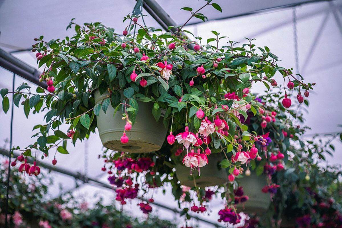 Nurseries are well stocked for Mother’s Day, and fuchsia hanging baskets are great choices for spots in the shade in Western Washington.